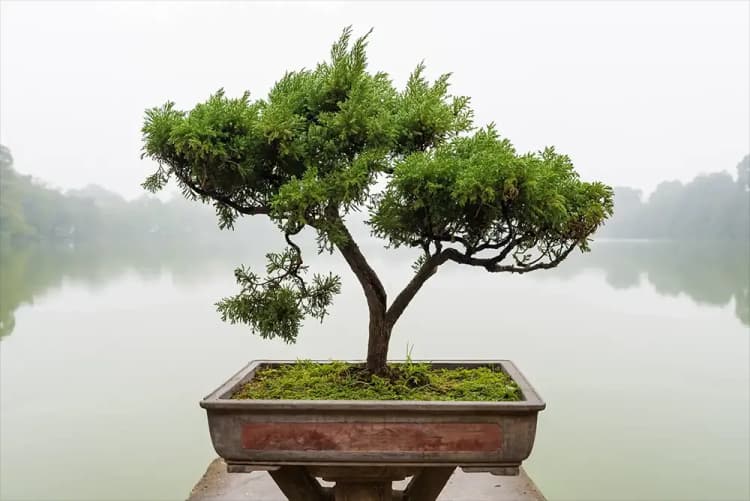 A bonsai tree that invokes hope to be able to stop gambling.