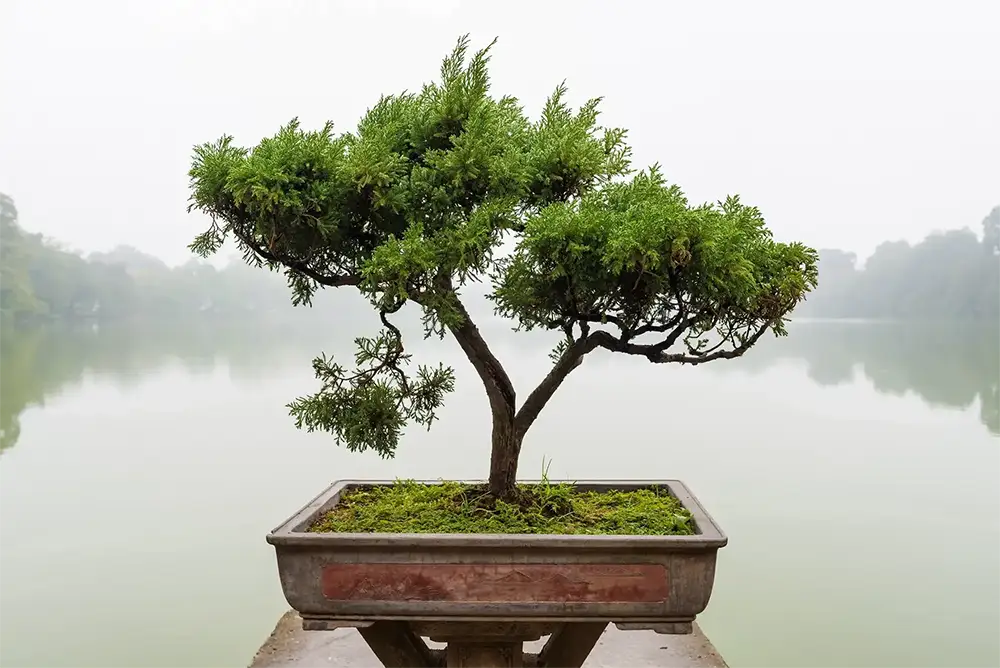 A bonsai tree that invokes hope to be able to stop gambling.